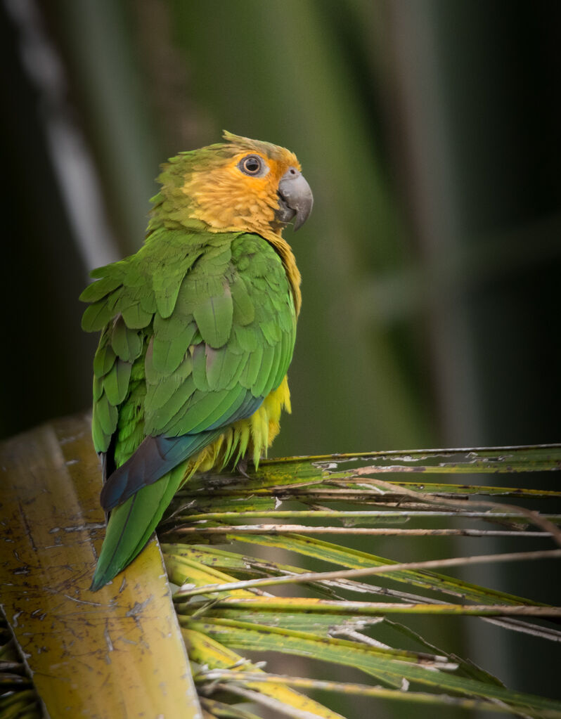 Conure cuivrée