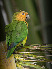 Conure cuivrée