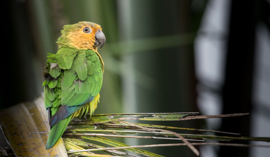 Conure cuivrée