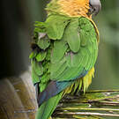 Conure cuivrée