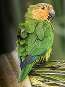 Brown-throated Parakeet