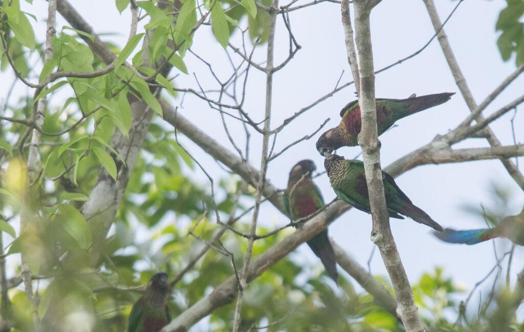 Painted Parakeet