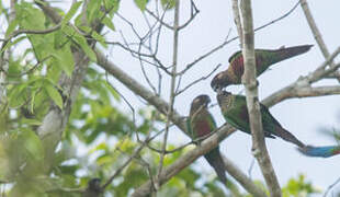 Conure versicolore