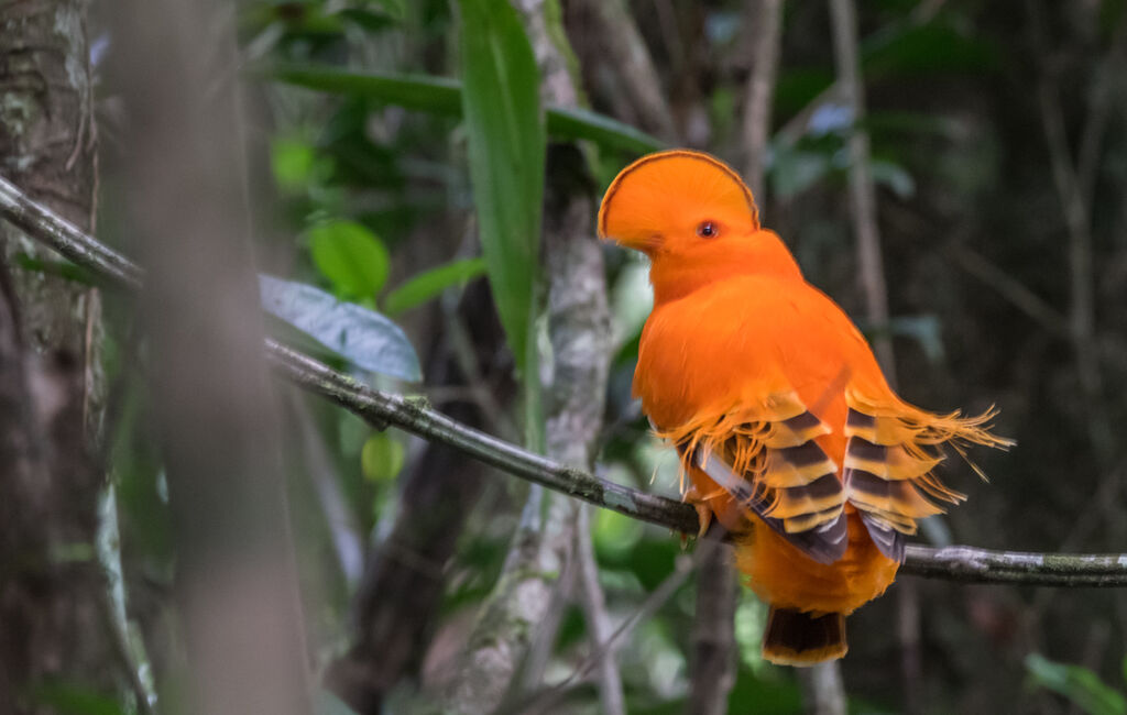 Coq-de-roche orange