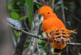 Guianan Cock-of-the-rock