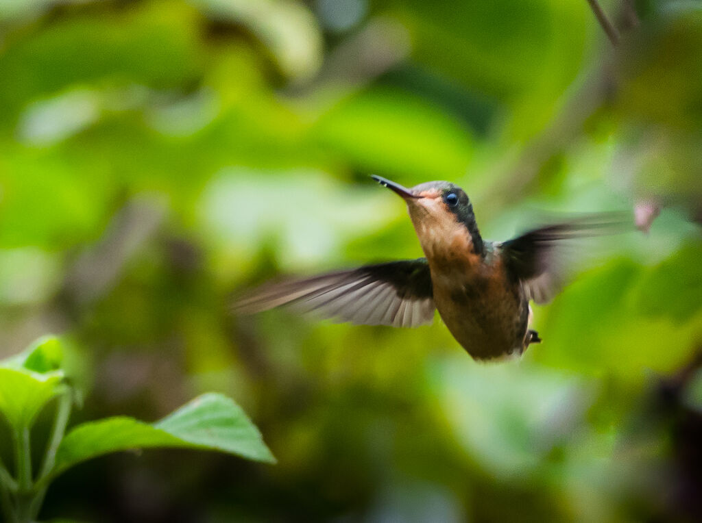 Tufted Coquette