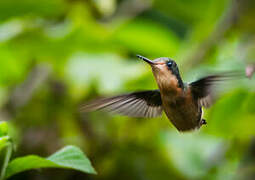 Tufted Coquette