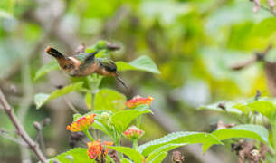 Tufted Coquette