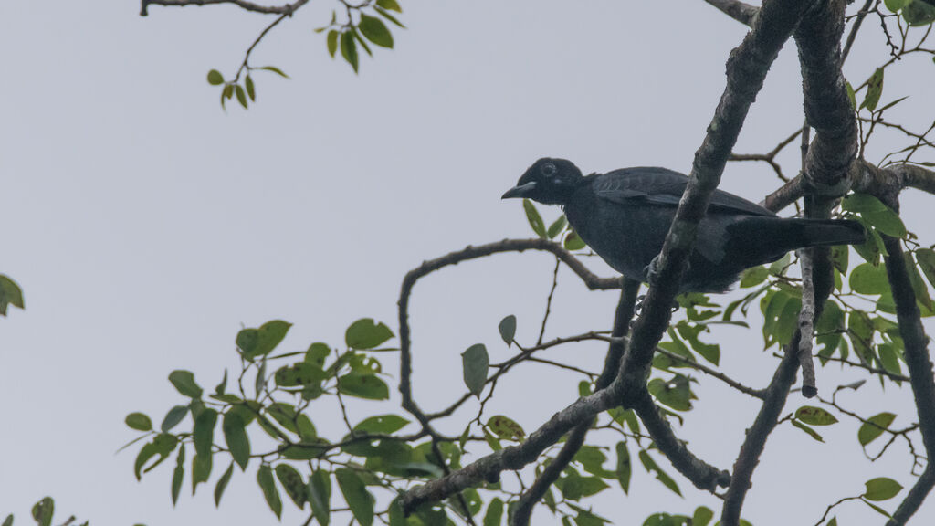 Bare-necked Fruitcrow