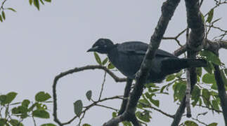 Bare-necked Fruitcrow