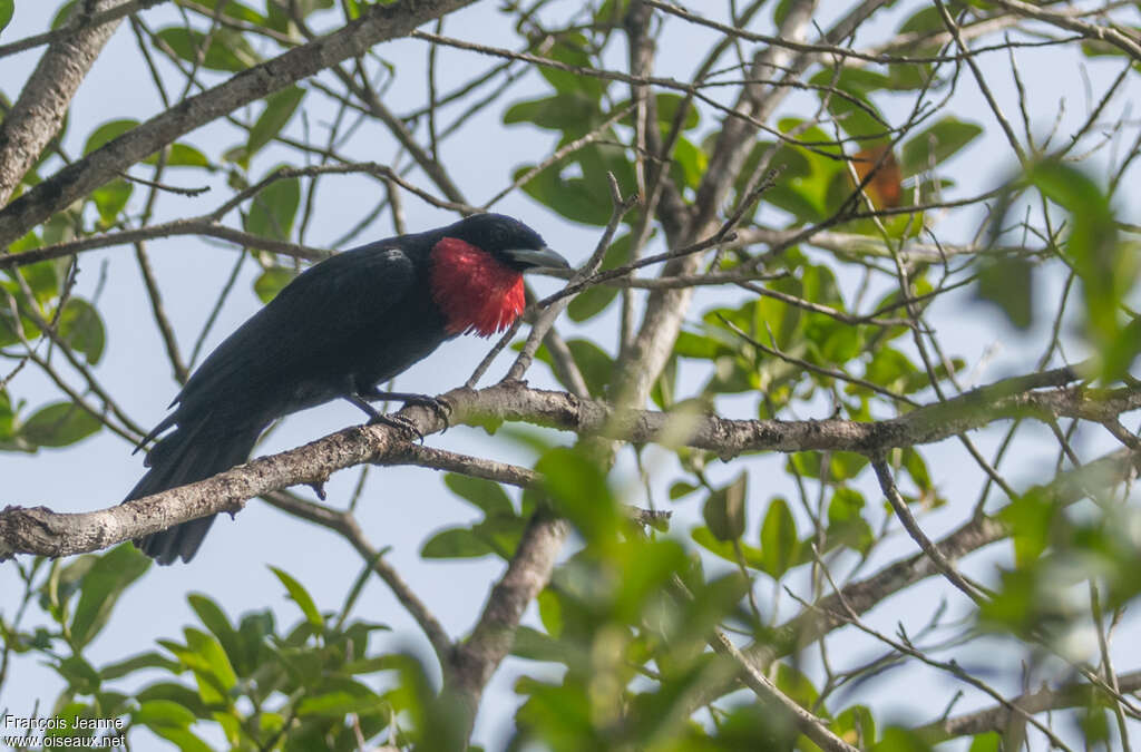 Purple-throated Fruitcrow male adult, aspect, pigmentation, Behaviour