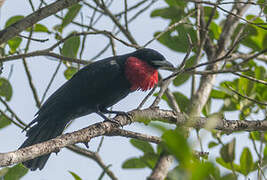 Purple-throated Fruitcrow