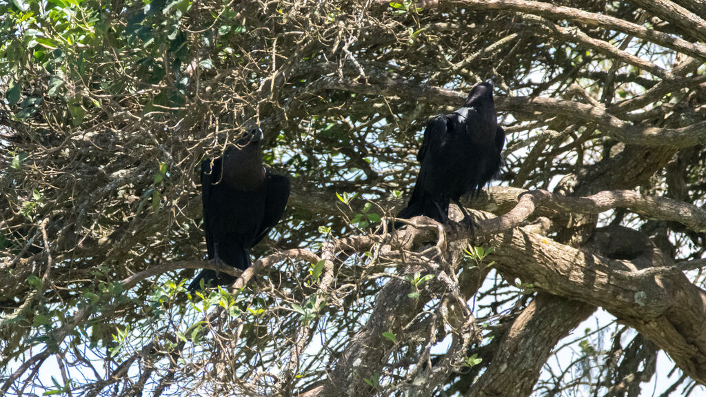 White-necked Raven