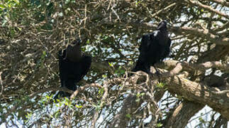 White-necked Raven