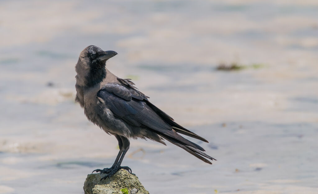 House Crow