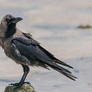 Corbeau familier