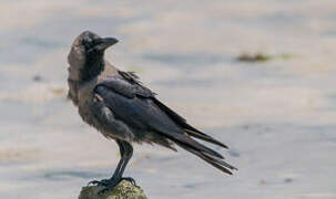 House Crow