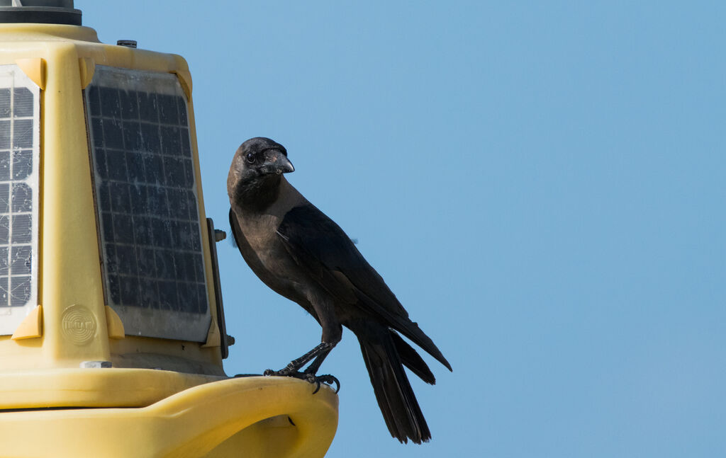 Corbeau familier