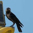 Corbeau familier