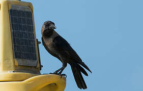 House Crow