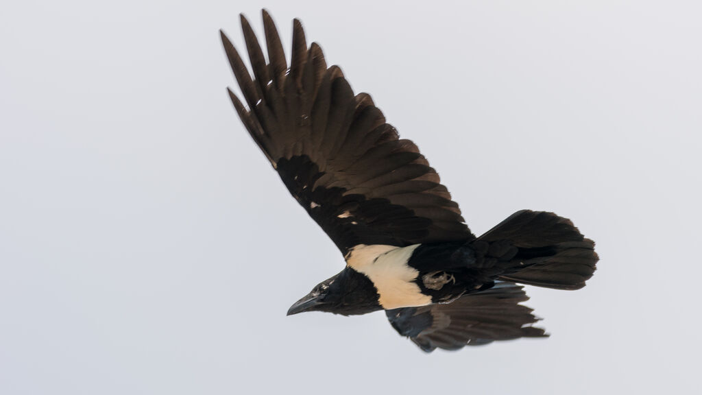 Pied Crow