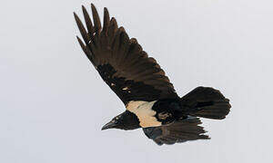 Pied Crow