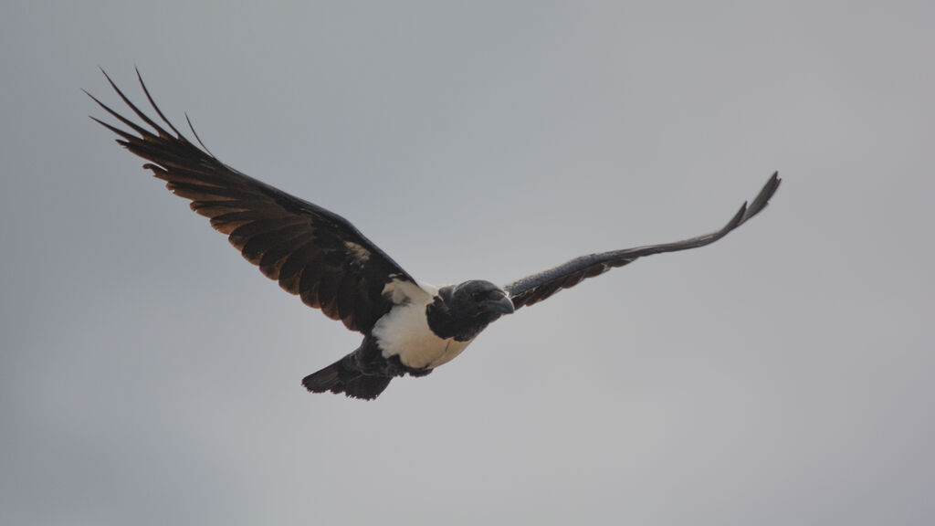 Corbeau pie