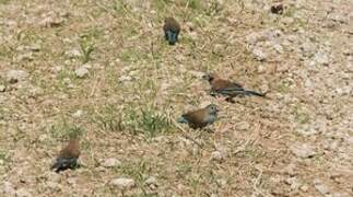 Red-cheeked Cordon-bleu