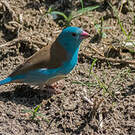 Cordonbleu cyanocéphale