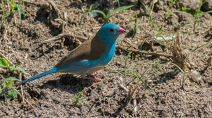 Cordonbleu cyanocéphale