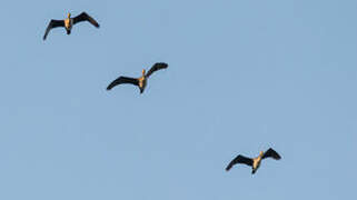 Cormoran à poitrine blanche