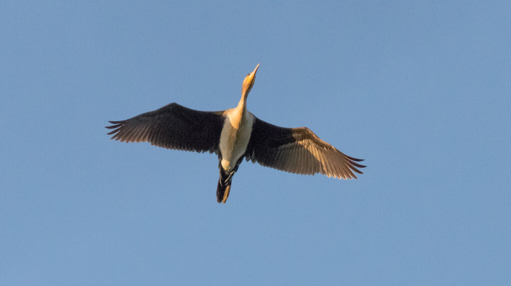 White-breasted Cormorant