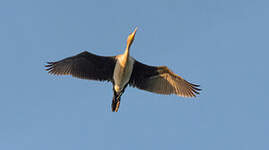 Cormoran à poitrine blanche