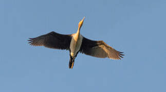 White-breasted Cormorant