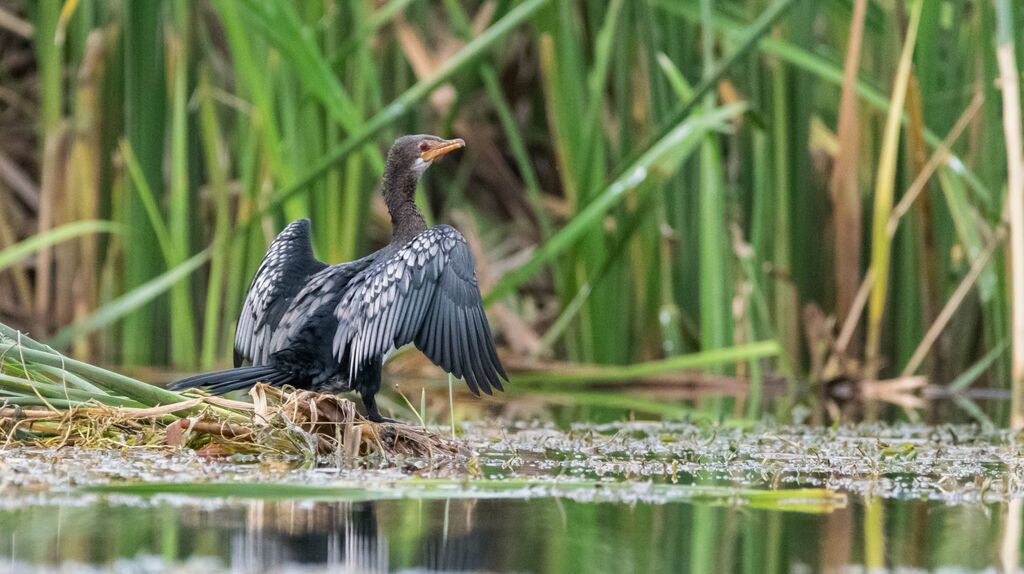 Cormoran africain