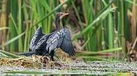 Cormoran africain