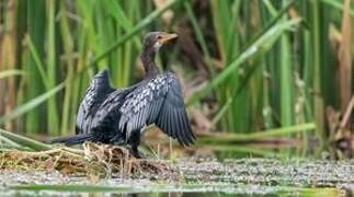 Cormoran africain