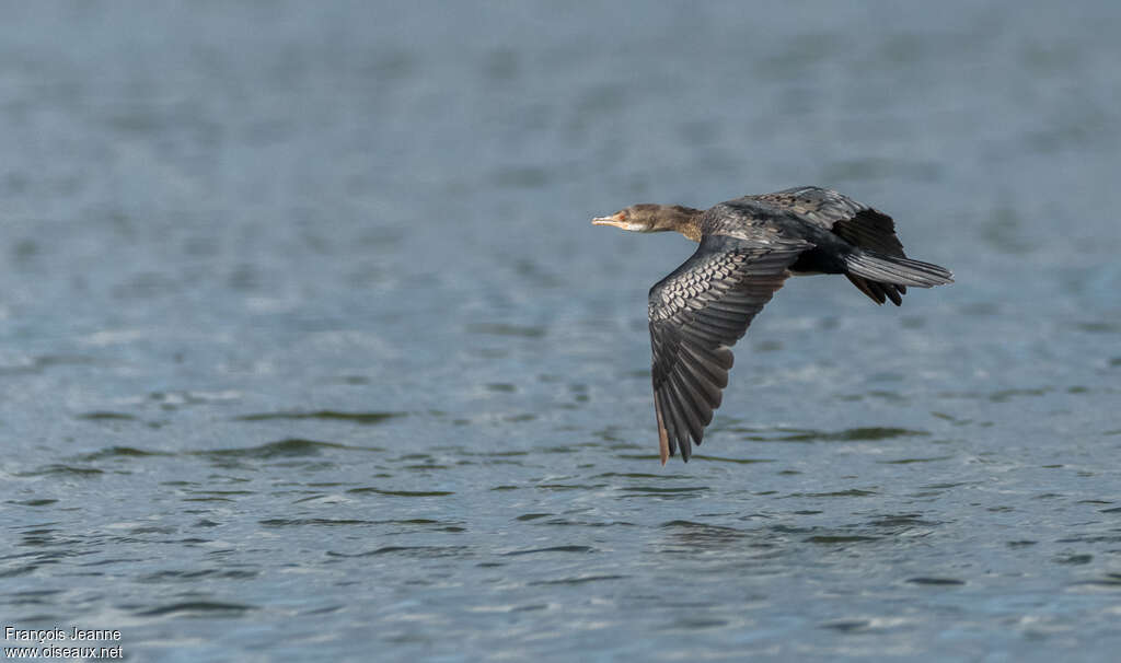 Cormoran africainimmature, Vol