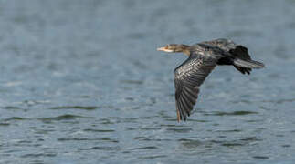 Reed Cormorant