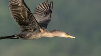 Neotropic Cormorant