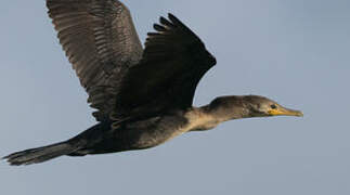 Neotropic Cormorant