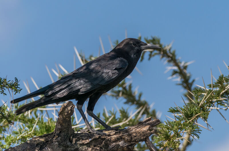 Cape Crow