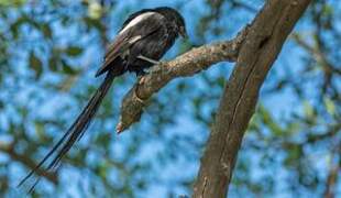 Magpie Shrike