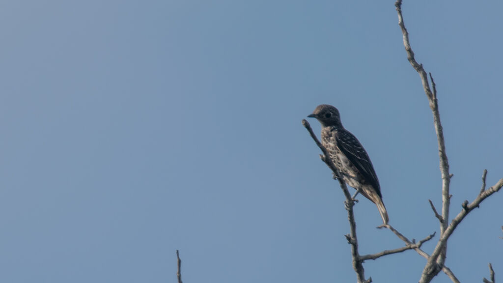 Purple-breasted Cotinga