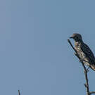 Cotinga de Daubenton