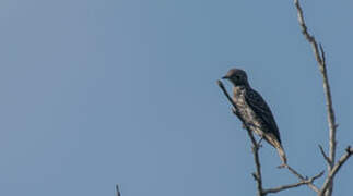 Purple-breasted Cotinga