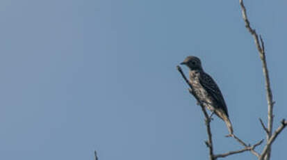 Cotinga de Daubenton