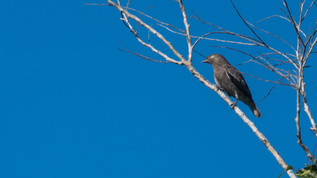 Cotinga pompadour