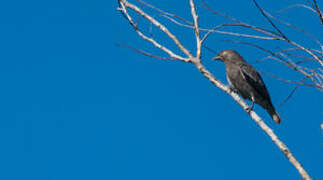 Pompadour Cotinga