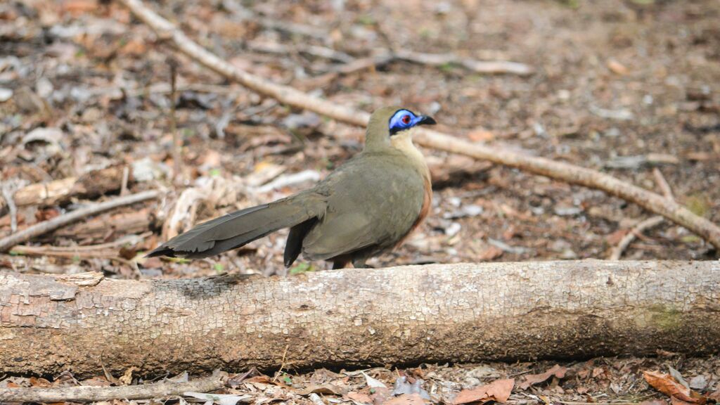 Coua de Coquerel